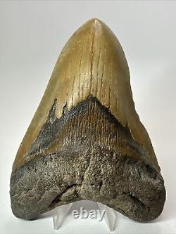 Megalodon Shark Tooth 5.69 Huge Authentic Fossil Beautiful 18093