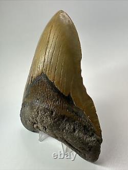 Megalodon Shark Tooth 5.69 Huge Authentic Fossil Beautiful 18093