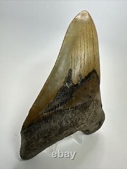 Megalodon Shark Tooth 5.69 Huge Authentic Fossil Beautiful 18093