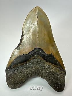 Megalodon Shark Tooth 5.69 Huge Authentic Fossil Beautiful 18093