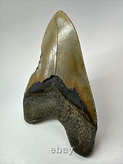 Megalodon Shark Tooth 5.69 Huge Authentic Fossil Beautiful 18093