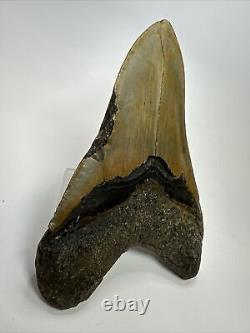 Megalodon Shark Tooth 5.69 Huge Authentic Fossil Beautiful 18093