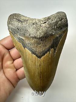 Megalodon Shark Tooth 5.69 Huge Authentic Fossil Beautiful 18093