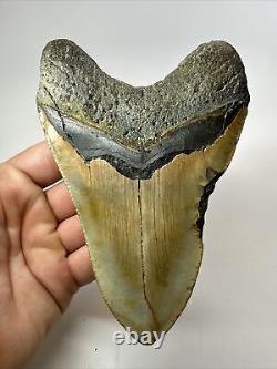 Megalodon Shark Tooth 5.69 Huge Authentic Fossil Beautiful 18093