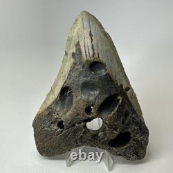 Megalodon Shark Tooth 5.69 Inch Huge Unique Fossil Authentic Teeth 20246