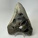 Megalodon Shark Tooth 5.69 Inch Huge Unique Fossil Authentic Teeth 20246