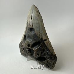 Megalodon Shark Tooth 5.69 Inch Huge Unique Fossil Authentic Teeth 20246