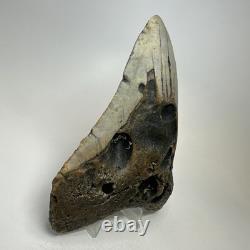 Megalodon Shark Tooth 5.69 Inch Huge Unique Fossil Authentic Teeth 20246