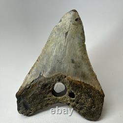 Megalodon Shark Tooth 5.69 Inch Huge Unique Fossil Authentic Teeth 20246