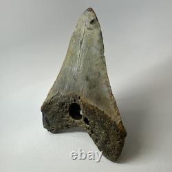 Megalodon Shark Tooth 5.69 Inch Huge Unique Fossil Authentic Teeth 20246