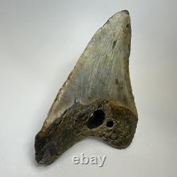 Megalodon Shark Tooth 5.69 Inch Huge Unique Fossil Authentic Teeth 20246
