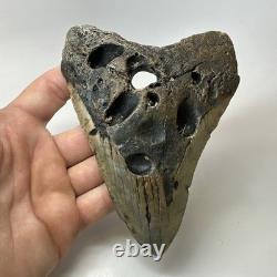 Megalodon Shark Tooth 5.69 Inch Huge Unique Fossil Authentic Teeth 20246