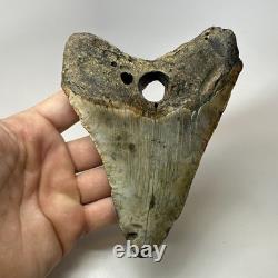 Megalodon Shark Tooth 5.69 Inch Huge Unique Fossil Authentic Teeth 20246