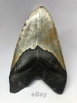 Megalodon Shark Tooth 5.69 Unique Shape Big Fossil Natural 4668