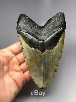 Megalodon Shark Tooth 5.69 Unique Shape Big Fossil Natural 4668