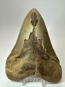 Megalodon Shark Tooth 5.69 inch Colorful Authentic Fossil Natural 17910