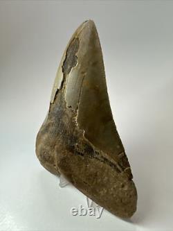 Megalodon Shark Tooth 5.69 inch Colorful Authentic Fossil Natural 17910
