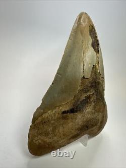 Megalodon Shark Tooth 5.69 inch Colorful Authentic Fossil Natural 17910