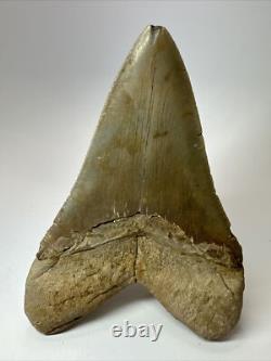 Megalodon Shark Tooth 5.69 inch Colorful Authentic Fossil Natural 17910