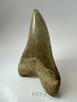 Megalodon Shark Tooth 5.69 inch Colorful Authentic Fossil Natural 17910