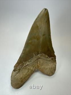 Megalodon Shark Tooth 5.69 inch Colorful Authentic Fossil Natural 17910