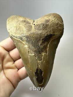 Megalodon Shark Tooth 5.69 inch Colorful Authentic Fossil Natural 17910