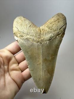 Megalodon Shark Tooth 5.69 inch Colorful Authentic Fossil Natural 17910