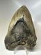 Megalodon Shark Tooth 5.69 Inch Unique Big Fossil Authentic Rare 16765