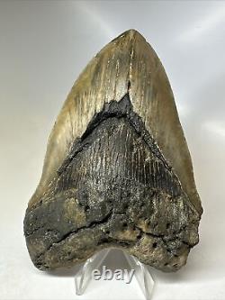 Megalodon Shark Tooth 5.69 inch Unique Big Fossil Authentic Rare 16765