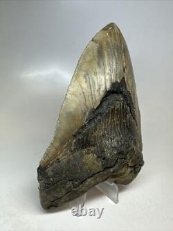 Megalodon Shark Tooth 5.69 inch Unique Big Fossil Authentic Rare 16765