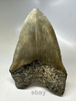 Megalodon Shark Tooth 5.69 inch Unique Big Fossil Authentic Rare 16765
