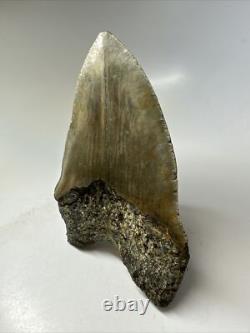 Megalodon Shark Tooth 5.69 inch Unique Big Fossil Authentic Rare 16765