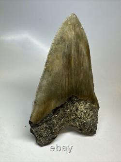 Megalodon Shark Tooth 5.69 inch Unique Big Fossil Authentic Rare 16765