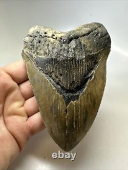 Megalodon Shark Tooth 5.69 inch Unique Big Fossil Authentic Rare 16765