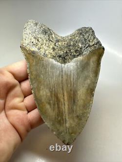 Megalodon Shark Tooth 5.69 inch Unique Big Fossil Authentic Rare 16765