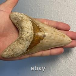 Megalodon Shark Tooth 5.6 Lower ALL NATURAL Indonesian Shark Tooth Fossil