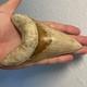 Megalodon Shark Tooth 5.6 Lower All Natural Indonesian Shark Tooth Fossil