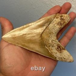 Megalodon Shark Tooth 5.6 Lower ALL NATURAL Indonesian Shark Tooth Fossil