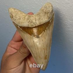Megalodon Shark Tooth 5.6 Lower ALL NATURAL Indonesian Shark Tooth Fossil