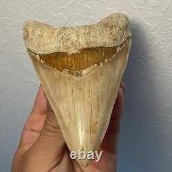Megalodon Shark Tooth 5.6 Lower ALL NATURAL Indonesian Shark Tooth Fossil
