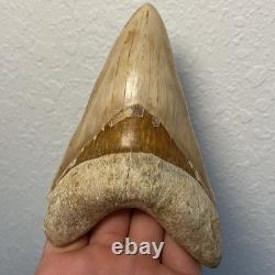 Megalodon Shark Tooth 5.6 Lower ALL NATURAL Indonesian Shark Tooth Fossil