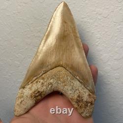 Megalodon Shark Tooth 5.6 Lower ALL NATURAL Indonesian Shark Tooth Fossil