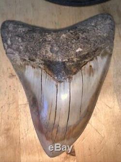 Megalodon Shark Tooth 5.6 in. COLORFUL INDONESIAN authentic asia fossil