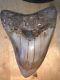 Megalodon Shark Tooth 5.6 In. Colorful Indonesian Authentic Asia Fossil