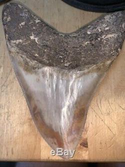 Megalodon Shark Tooth 5.6 in. COLORFUL INDONESIAN authentic asia fossil