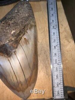 Megalodon Shark Tooth 5.6 in. COLORFUL INDONESIAN authentic asia fossil