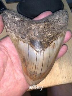 Megalodon Shark Tooth 5.6 in. COLORFUL INDONESIAN authentic asia fossil