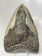 Megalodon Shark Tooth 5.70 Huge Amazing Fossil Authentic 13648