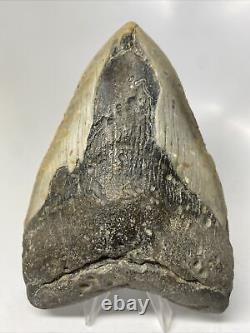 Megalodon Shark Tooth 5.70 Huge Amazing Fossil Authentic 13648