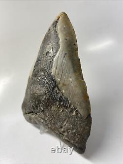 Megalodon Shark Tooth 5.70 Huge Amazing Fossil Authentic 13648